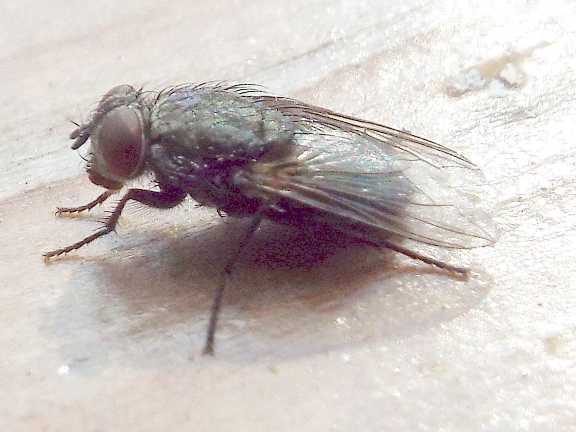 Protocalliphora azurea  (Calliphoridae)